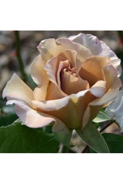 Троянда Стефан Руло- розпускання бутона